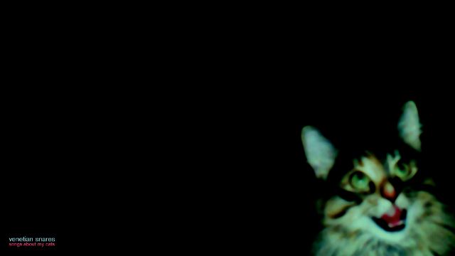 A Cat Looking At The Camera — Animals wallpaper in 3840x2160