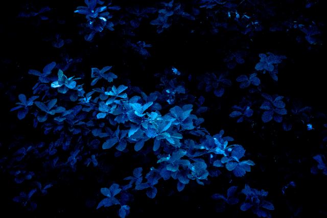 Ultraviolet Canopy wallpaper
