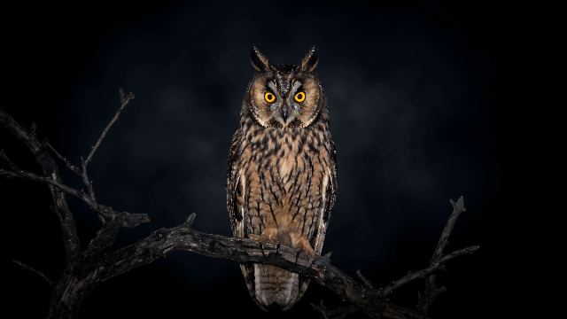 Midnight Owl Vigil wallpaper