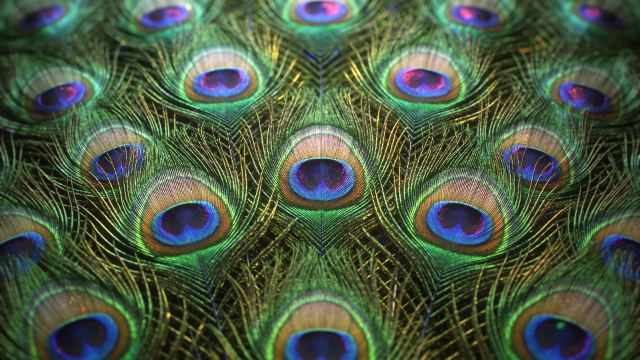 Peacock Feather Detail wallpaper