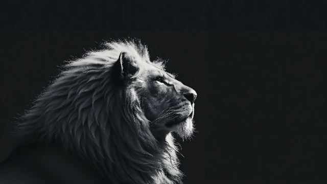 Animals wallpapers