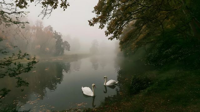 Swans in the Morning Mist wallpaper in 3840x2160
